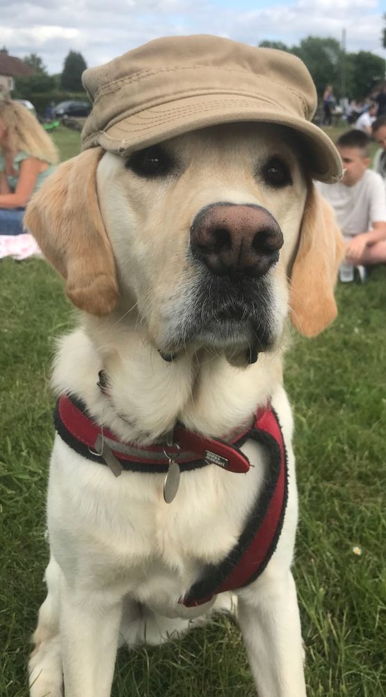 Labrador Golden retriever cross wearing a tan ball cap