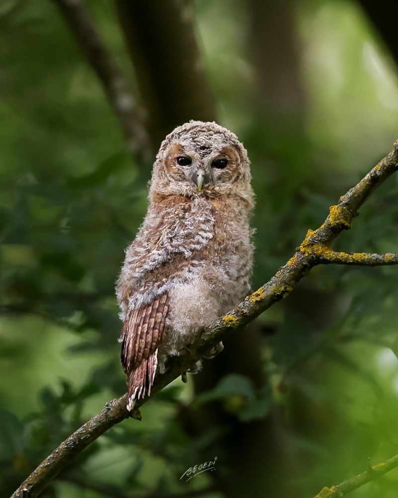 A Tawny owl fledgling giving me the eyes. The tawny owl, also called the brown owl, is a stocky, medium-sized owl in the family Strigidae. It is commonly found in woodlands across Europe.