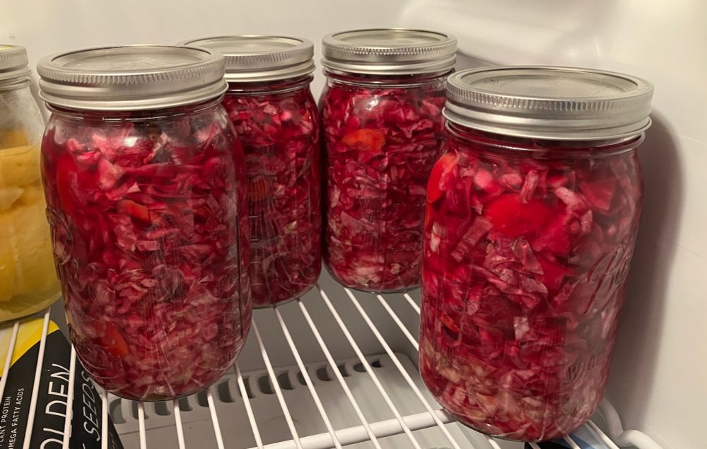 Four canning jars of bright pink/red/purple sauerkraut with shiny silver lids on a refrigerator shelf.