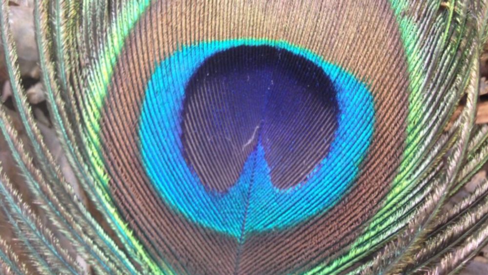 The feathers can emit two frequencies of laser light from multiple regions across their colored eyespots.