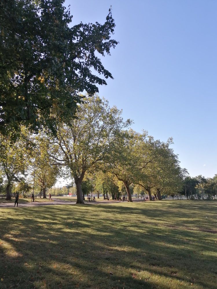 View if a part with a lawn on the right and a line of trees on the left. The sky is clear and the sun through the leaves create a pattern on the ground. 