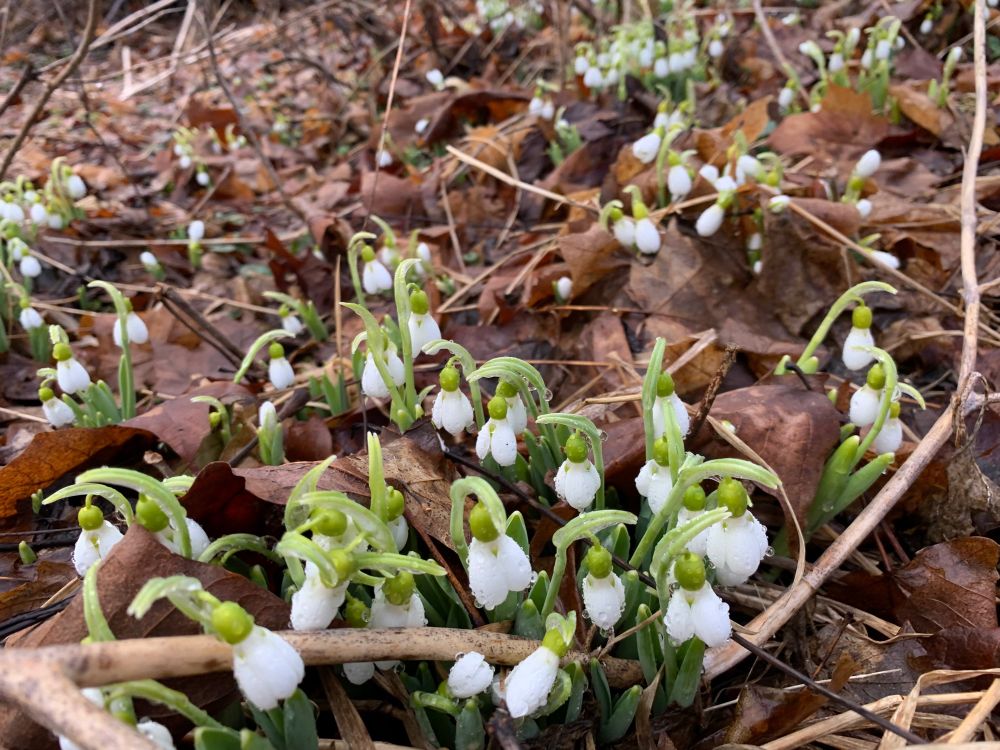 Snowdrops covered in raindrops