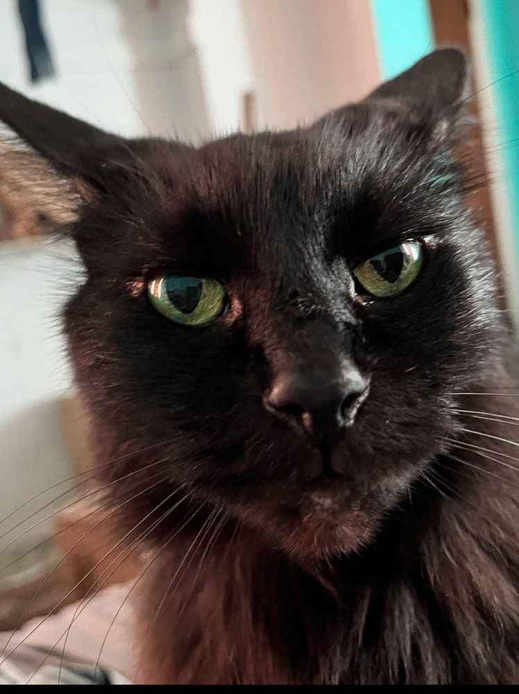 Long hairs, black cat looking sternly at someone. She doesn’t mess around and likes to judge people. 