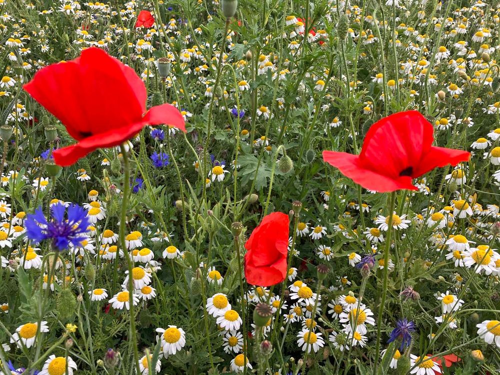 Photo of an area of wildflowers, with three large, tall poppies prominent. There are also purple flowers, and what look like large daisies.