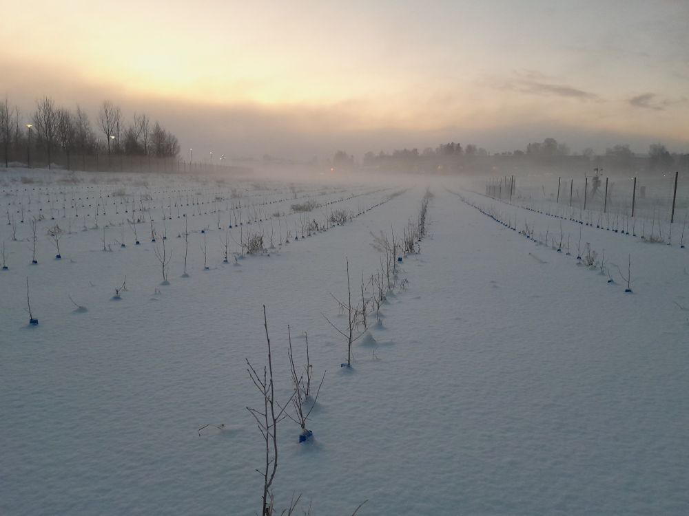Experimental birch field covered in snow and fog
