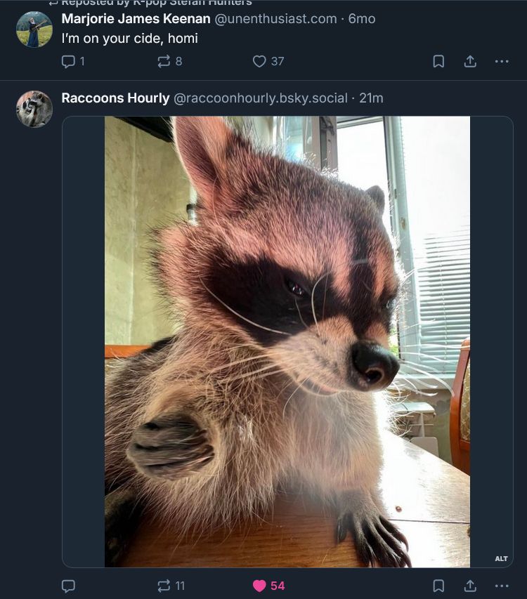 Two bluesky posts: the first from @unenthusiast.com: "I'm on your cide, homi" followed immediately by a post from @racoonshourly.bsky.social of a racoon indoors with a vaguely threatening aura. You can see one of his little fangs, it rocks.