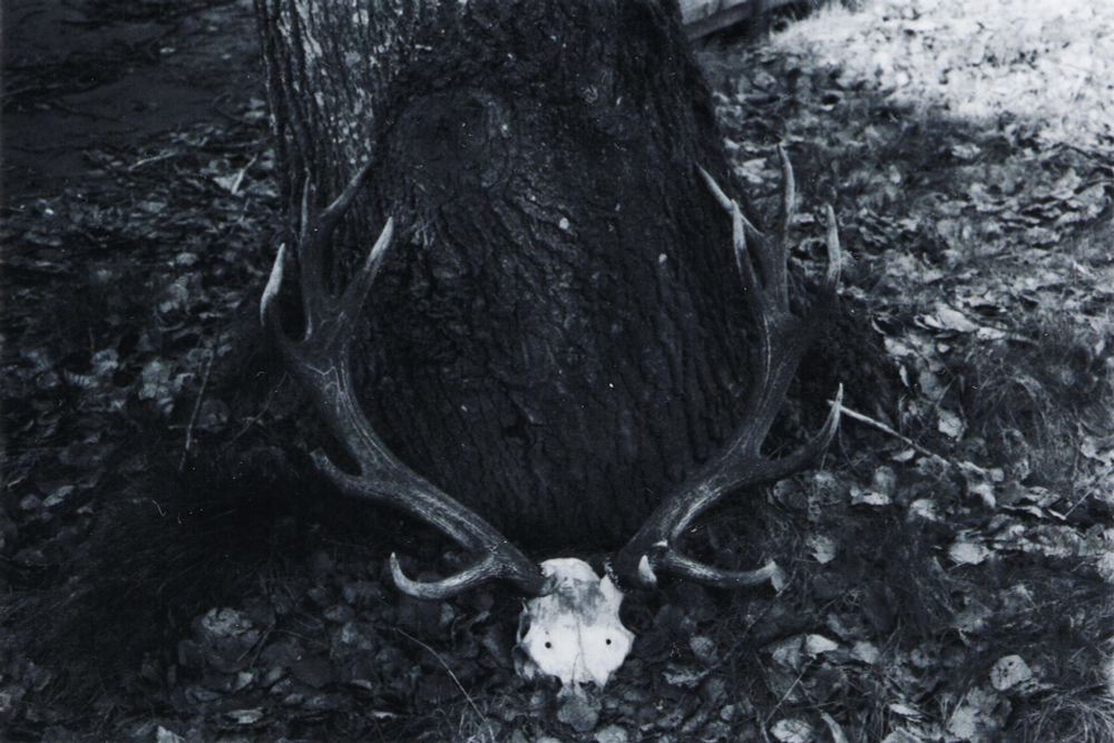 Au pied d'un arbre, le crâne lustré d'un cerf (photo en noir et blanc)