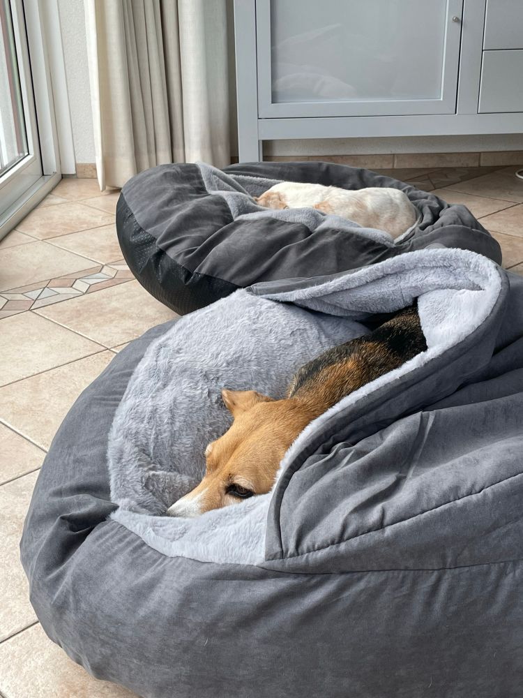 Beagles Kees en Joey liggen beiden rustig in een grijze cave mand. 