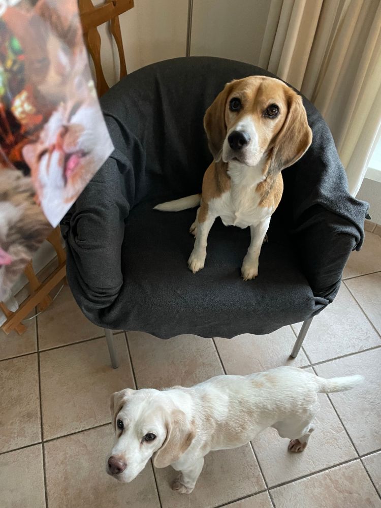 Kees de beagle zit in een stoel. Joey de beagle staat ervoor. Ik houd een kaart omhoog. 