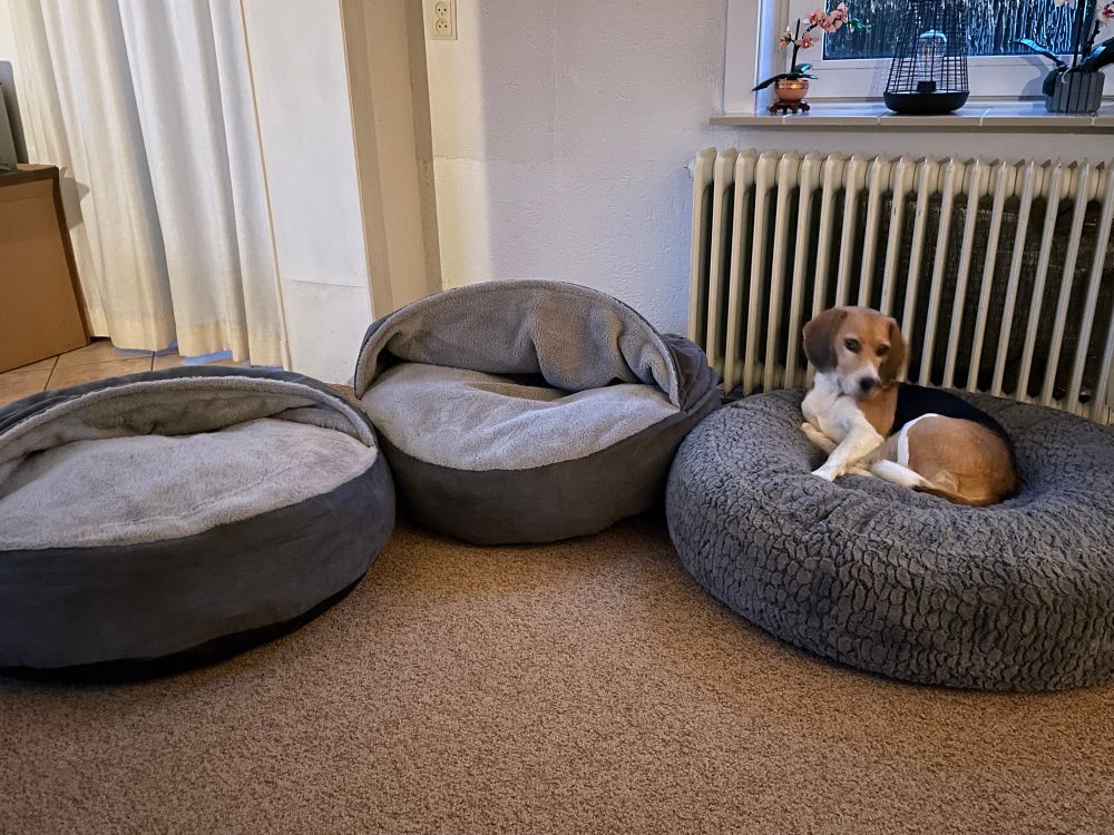 Drie grijze manden naast elkaar. Twee cave manden en een grote grijze seniorenmand. Kees is op de seniorenmand gaan liggen ipv in een cave mand. 