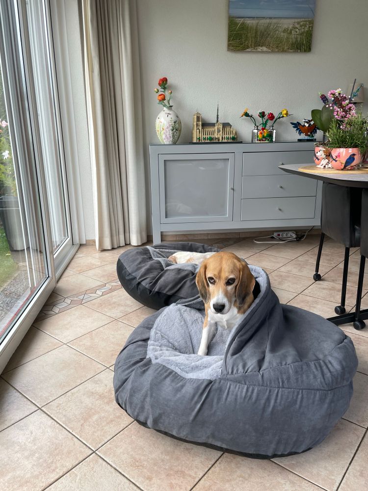 Kees de beagle kijkt vragend omhoog vanuit de nieuwe mand. Joey is inmiddels weer gaan liggen in eenzelfde mand, die we al hadden. 