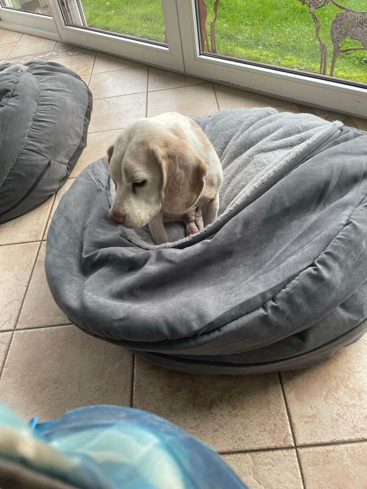 Joey kijkt slaperig op uit zijn mand