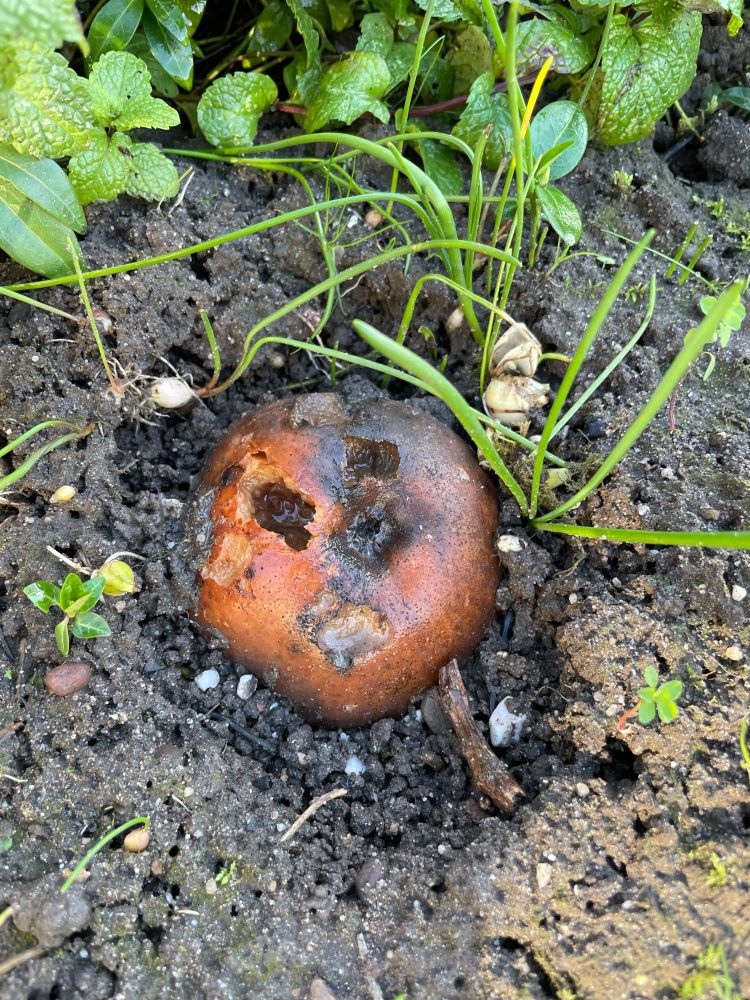 Half verrotte appel ligt in het zand. Joey heeft een poging gedaan om hem te begraven in het zand, maar dat is mislukt. 