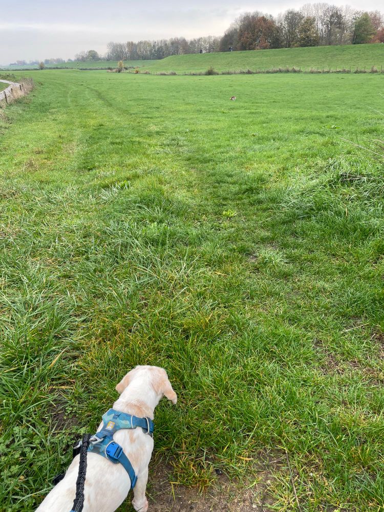 Joey de beagle staat bij mij, aan de riem en kijkt naar het veld waar Kees de beagle nog rustig loopt te snuffelen 