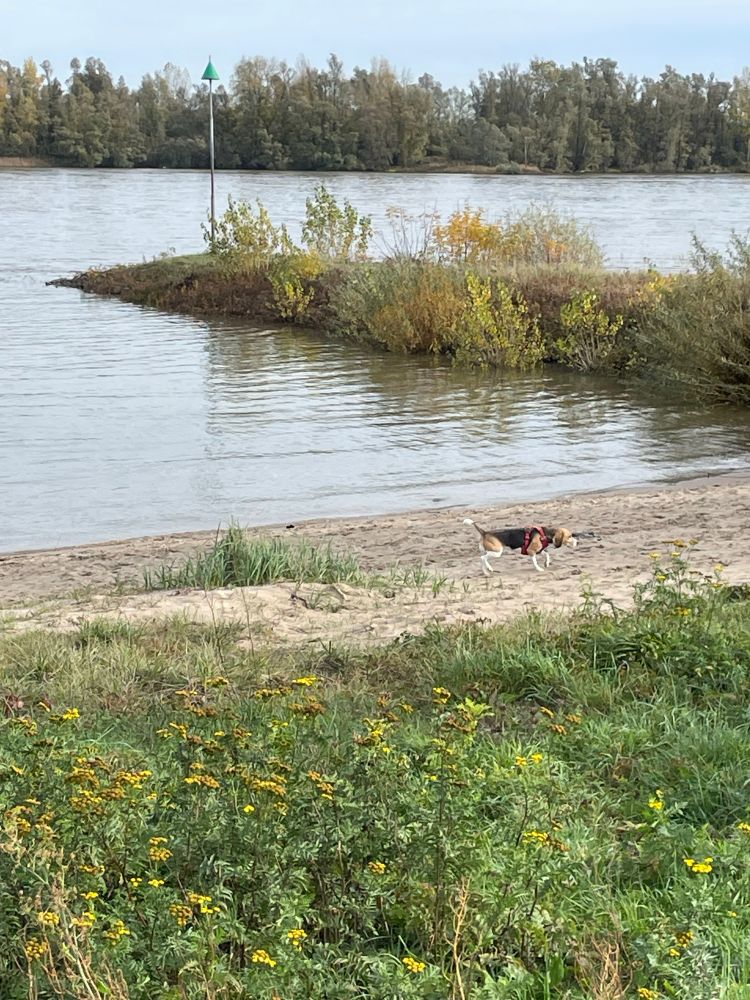Rivierlandschap met hond. Op de voorgrond staan groene struiken met gele bloemen. Daarachter ligt een zandig strandje met gras, waar een hond (een beagle) met een rood tuigje aan het snuffelen is in het zand. Op de achtergrond zie je water met een klein schiereilandje waar struiken op groeien. Op het eilandje staat een paal met een groen driehoekig bordje erop. Aan de overkant van het water staan hoge bomen. Het lijkt een rustige, natuurlijke omgeving.