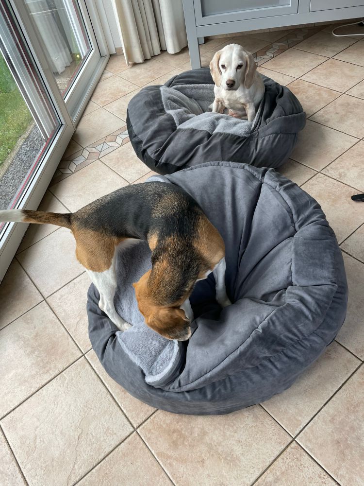 Kees de beagle draait rondjes op de nieuwe mand. Joey kijkt toe