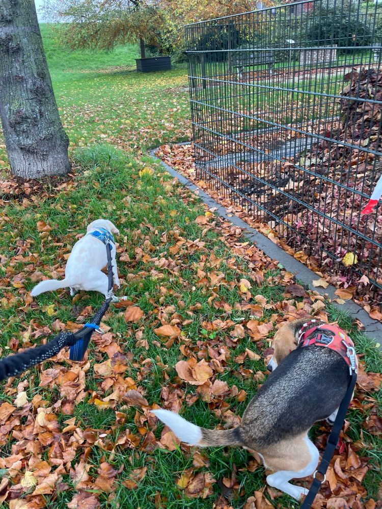 Poepende Joey en Kees. Kees kijkt achterom