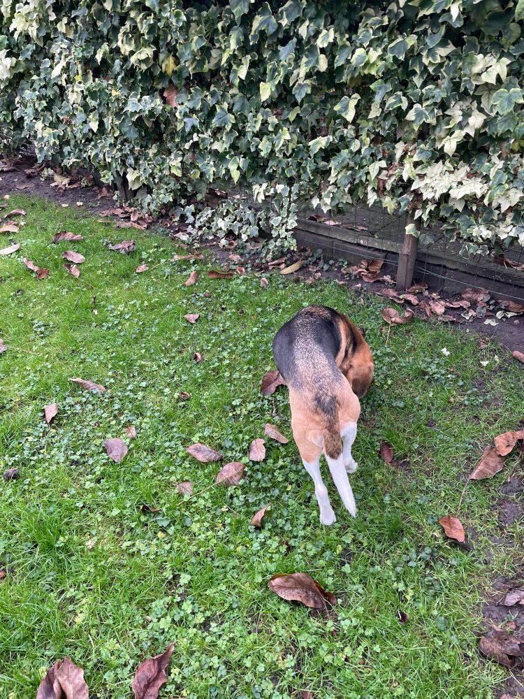 Kees snuffelt in de tuin