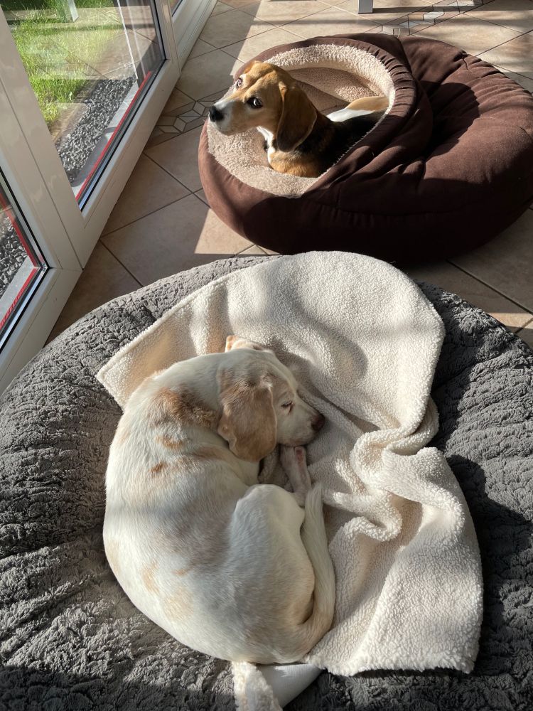 Joey slaapt. Kees kijkt op. 