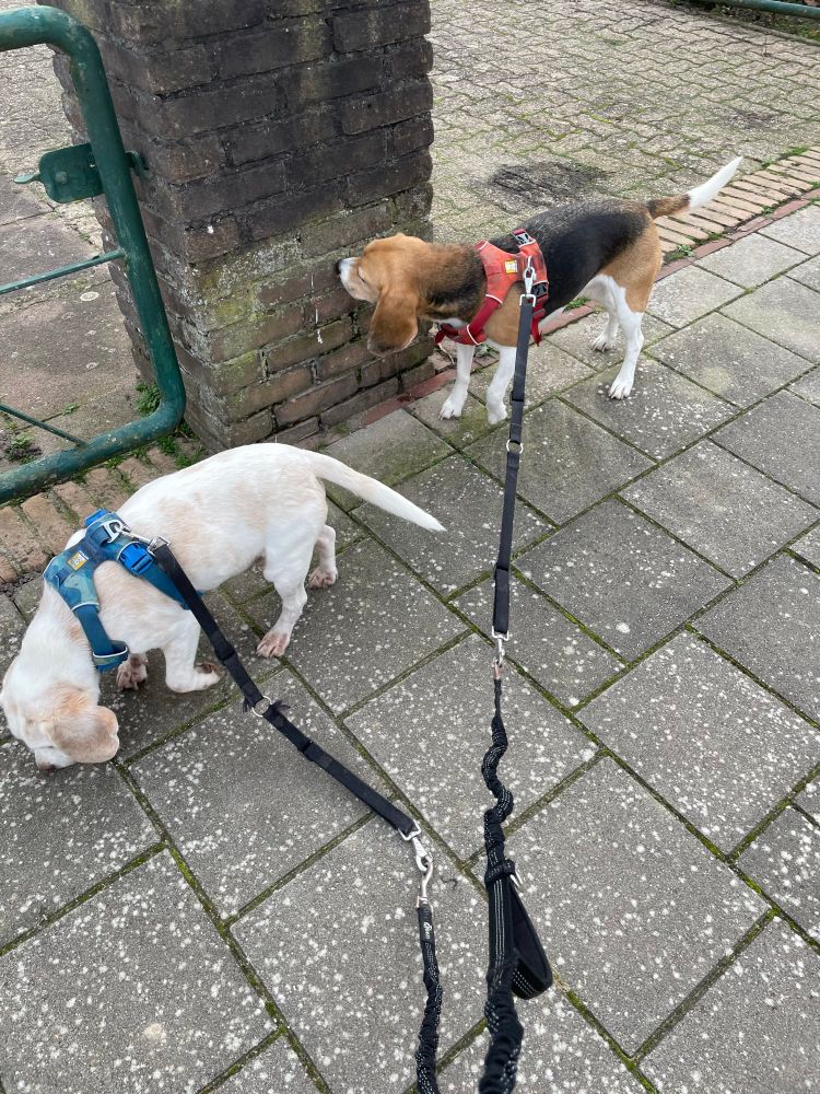 Beagles Kees en Joey snuffelen op de stoep en aan een pilaar. 