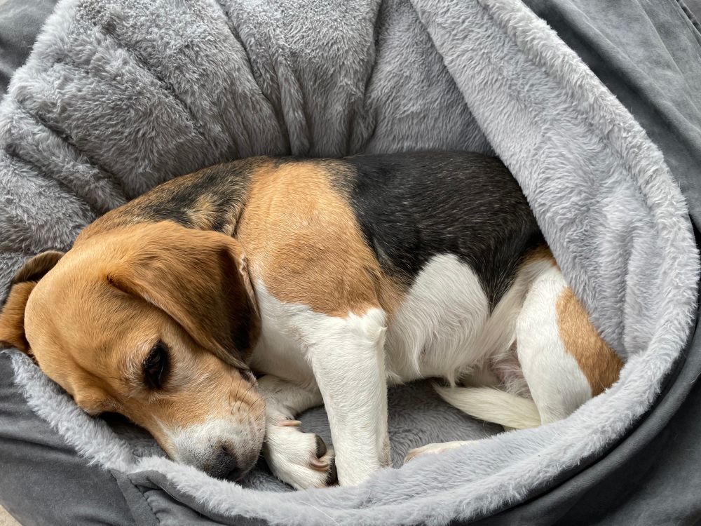 Kees de beagle ligt opgerold in haar mand