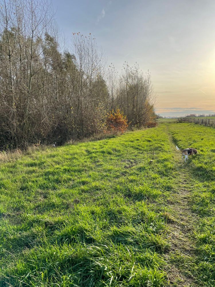 Een grasveldje met een wandelpad erdoorheen, omringd door bomen aan de linkerzijde waarvan het grootste deel kaal is. Aan de rechterkant van het wandelpad loopt een hond, waarschijnlijk een beagle, richting de horizon. De zon schijnt fel en staat laag aan de hemel, wat zorgt voor een warme gloed over het landschap. In de verte zijn weilanden en een dunne strook bomen zichtbaar. Links in de struiken staat nog een beagle. 