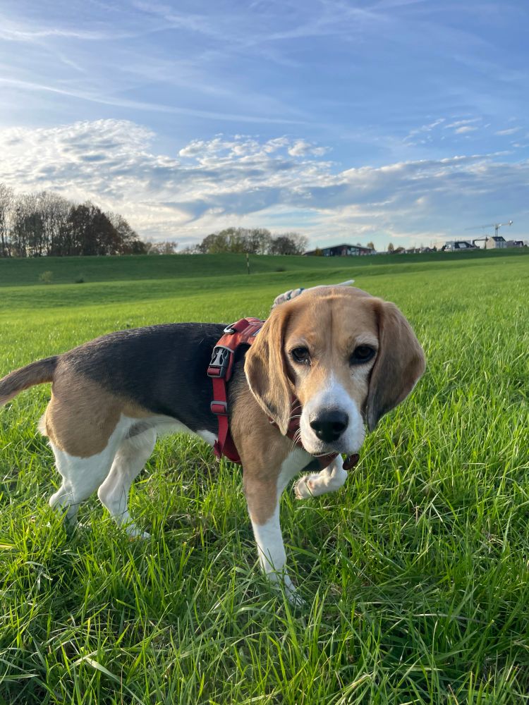 Close up Kees op gras