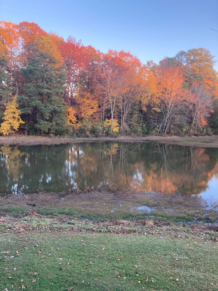 Blue sky with clouds, trees in all the colors of fall reflected in a pond, and a strip of grass.