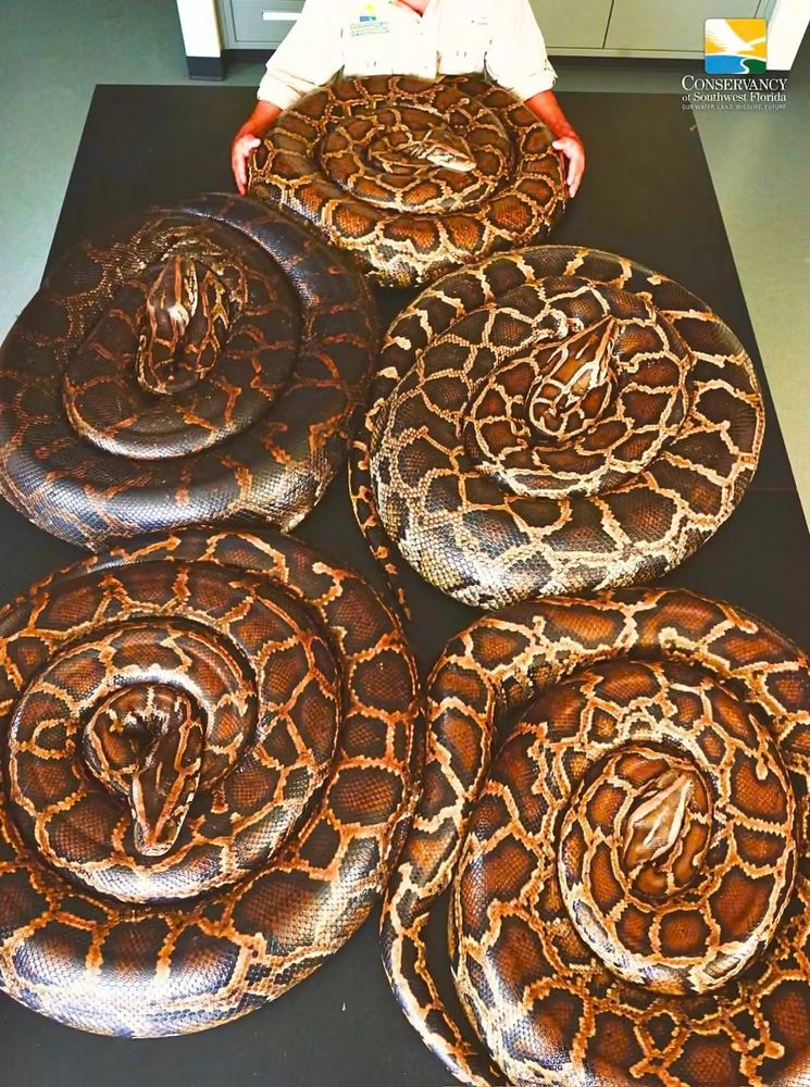 Coiled Burmese pythons captured during a Florida eradication effort.