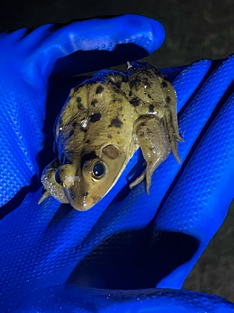 A pig frog with its cute big googly eyes.
