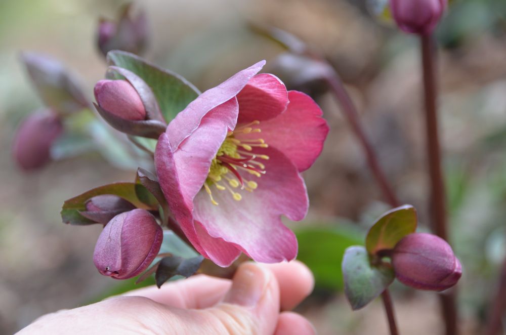 Penny's pink hellebore is a tender winter beauty!