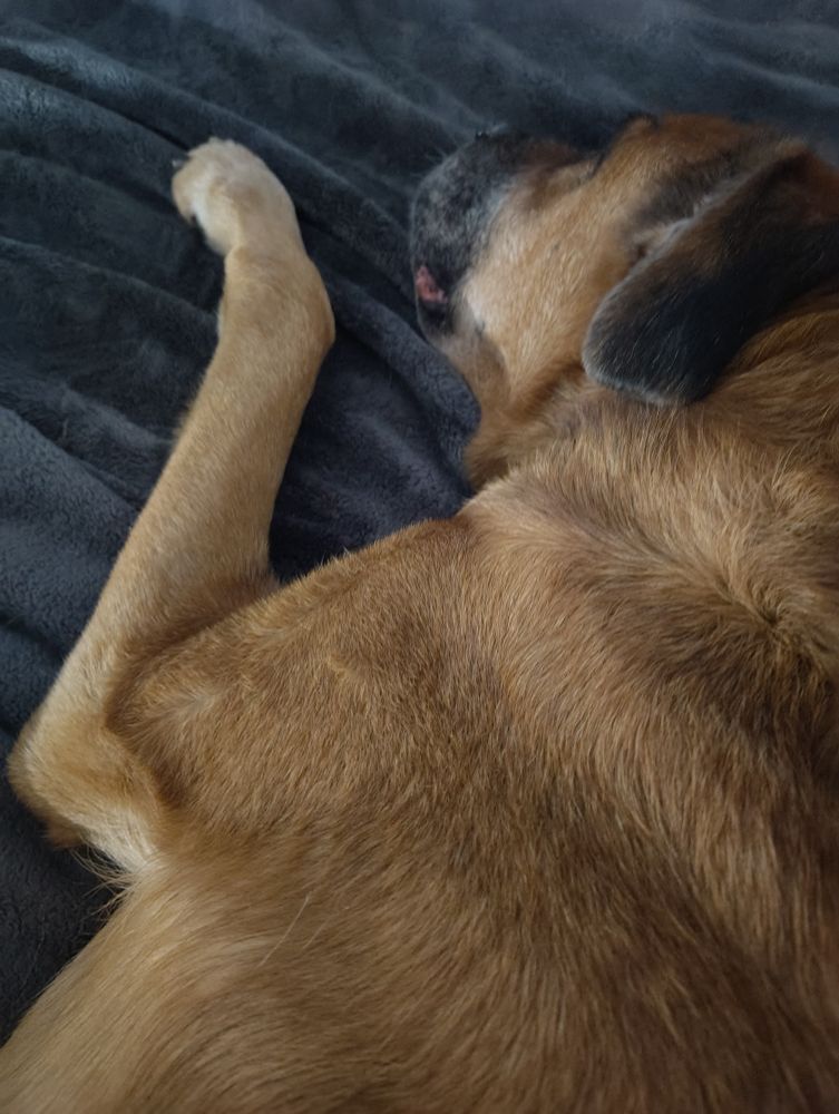 Roscoe, a boxer mix, asleep. He is an old dog. 