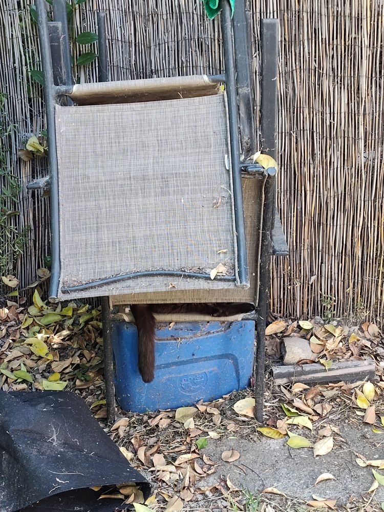 Black cat hiding in stacked outdoor chairs 