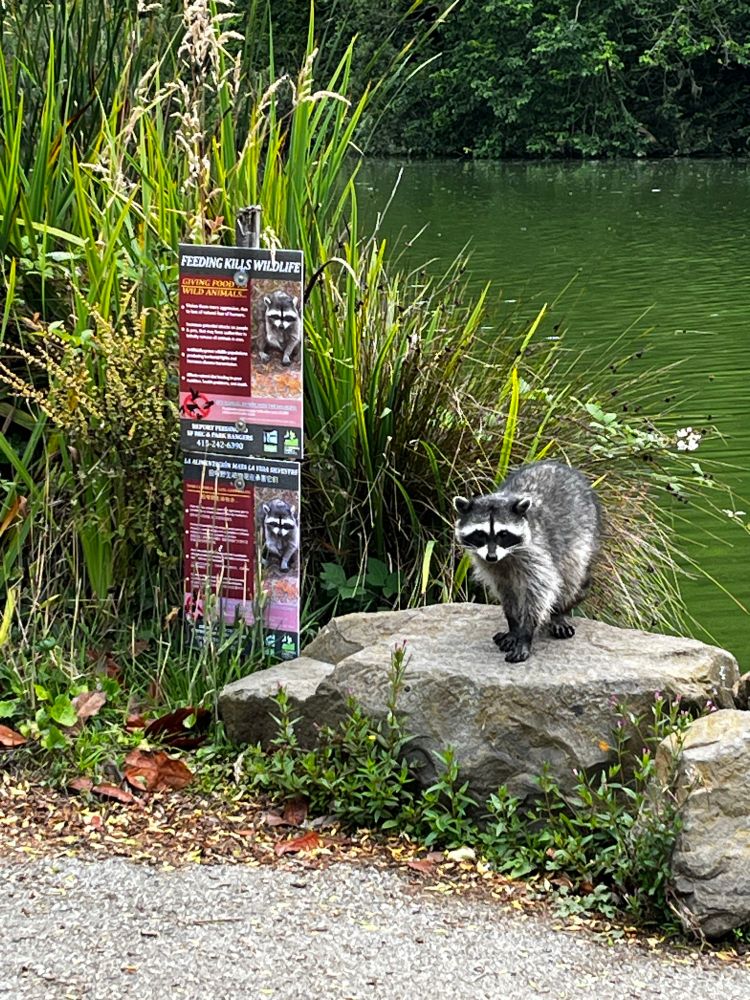 Raccoon on rock next to signs depicting a raccoon with the warning “Feeding Kills Wildlife”