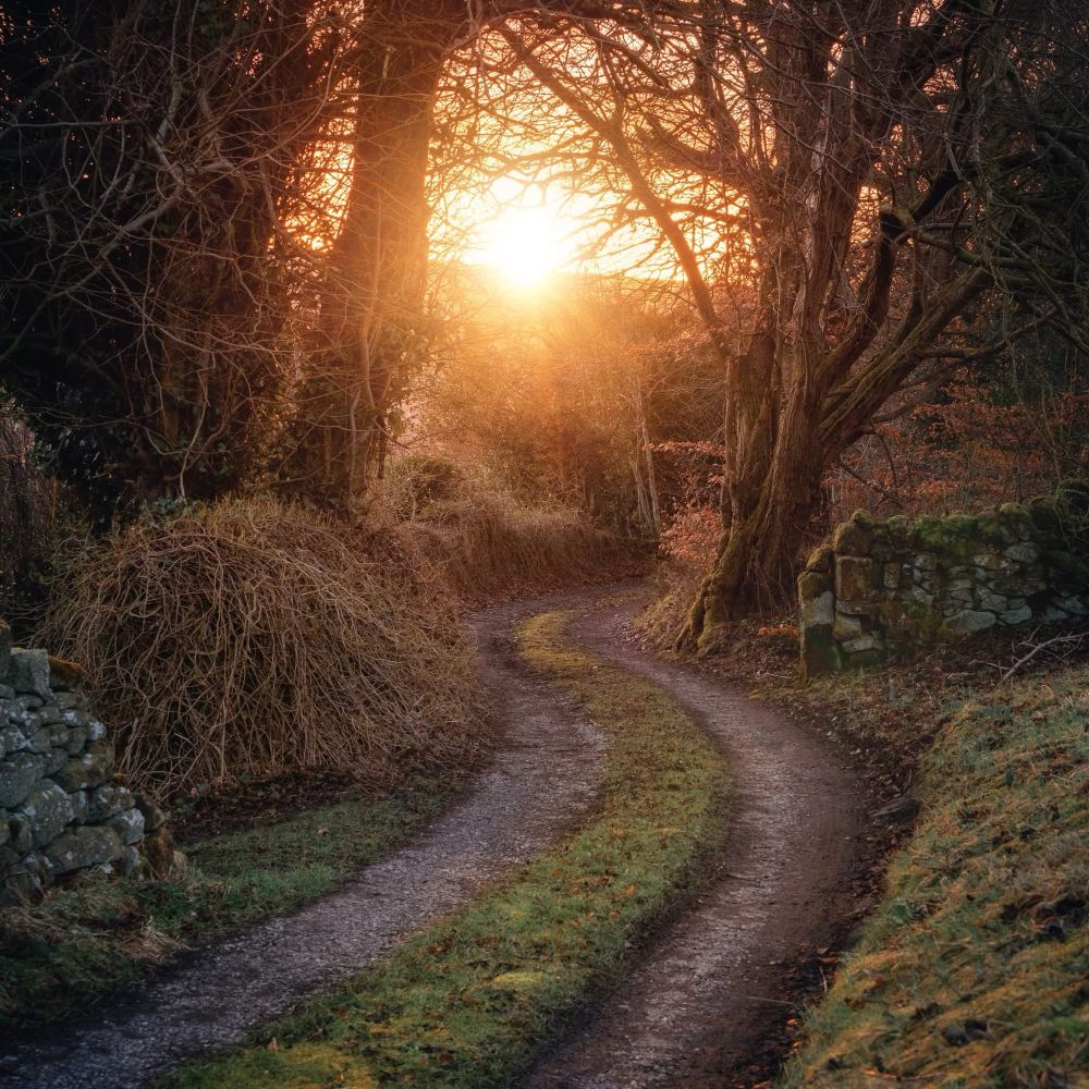 A curving lane with grass growing in the middle, stretching away under trees and between hedges. The sun is rising through the trees directly ahead, lighting the lane. 