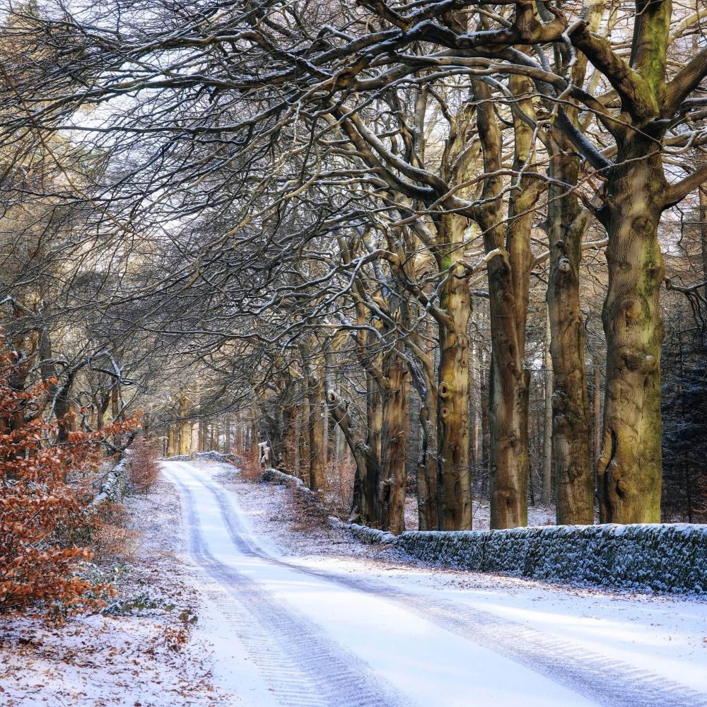 A snowy lane disappearing into the distance. To the left are small beech saplings with orange leaves and to the right is an old stone wall. Behind the stone wall stand a row of very tall, very straight old beech trees, evenly spaced, the sunlight catching in their trunks and branches. 