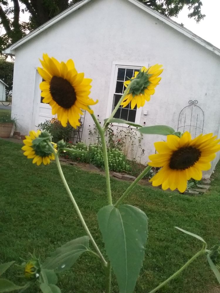 Sunflower multibloom pic with white garage in background.