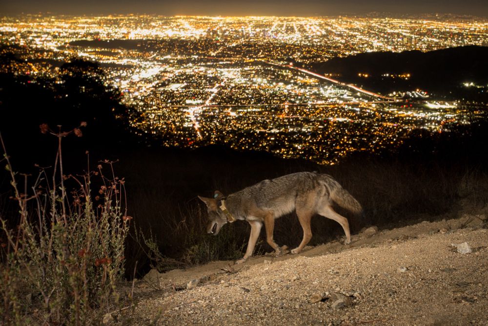 A GPS-collared coyote walking at night with Los Angeles visible in the background. Photo by Johanna Turner