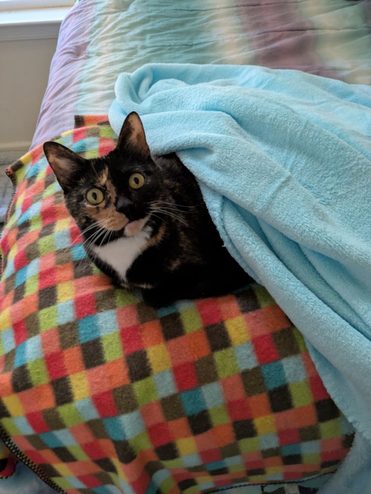 A small tortoiseshell cat lays on a bed, staring confusedly at the viewer. She's half covered by a soft looking blanket.