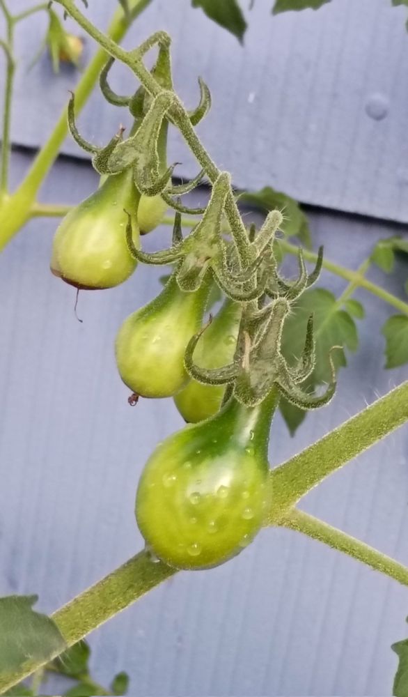 photo of my tomatoes growing they are still green