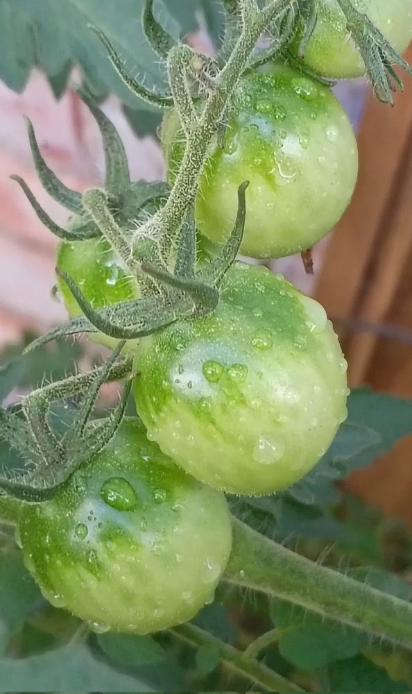 photo of my tomatoes growing they are still green