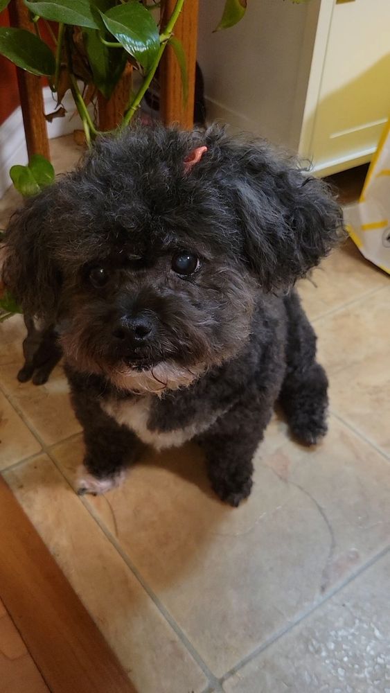 A small black dog with short trimmed curlf fur. She has grey fur on her chin and a whife chest and paw. She is wearing two small pink bows on her head. She is sitting and looking expectantly at a treat off camera.