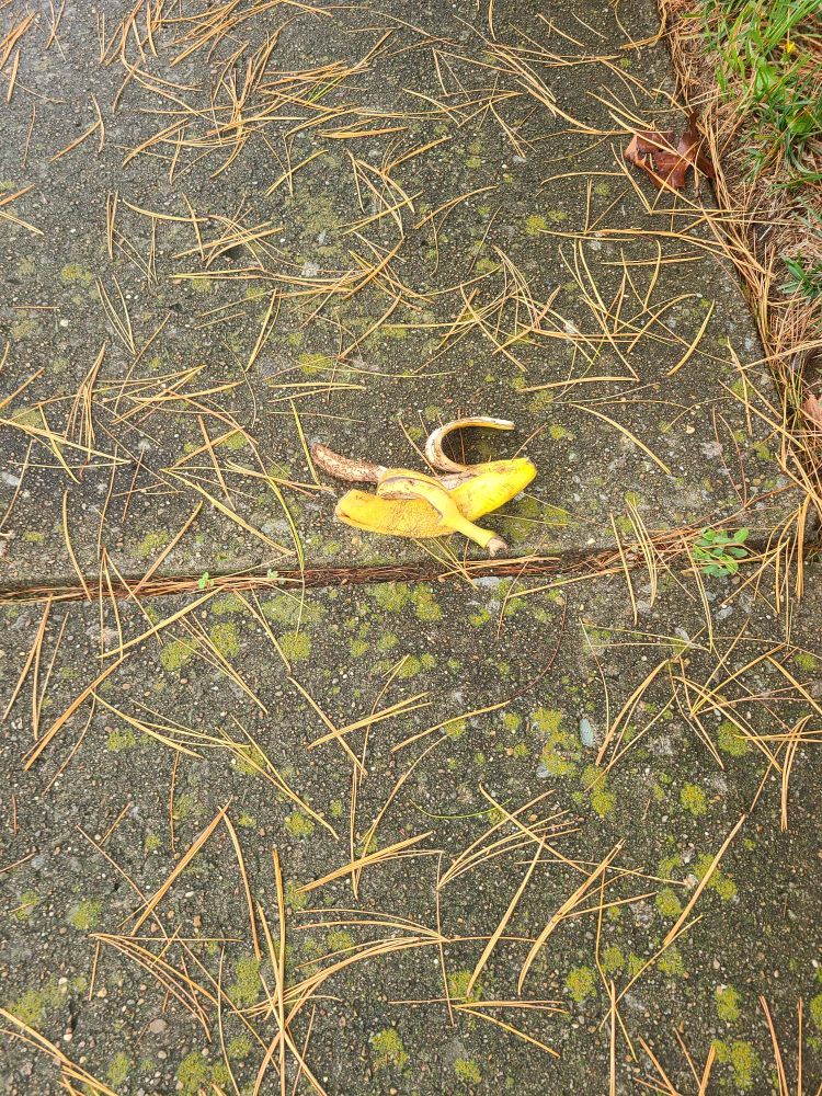 A banana peel laying in the middle of a sidewalk covered in dead pine straw