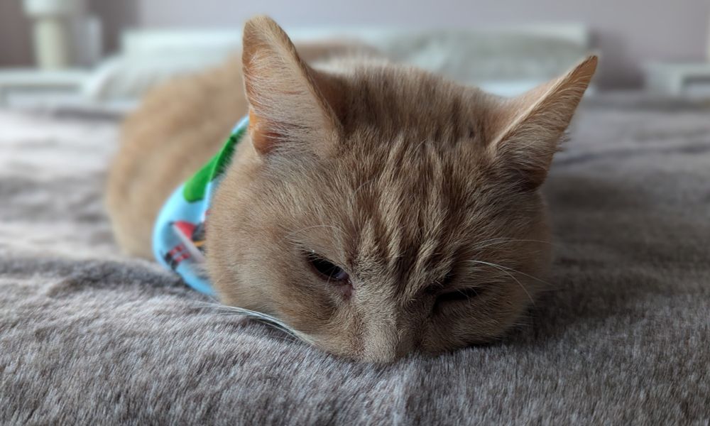Stanlee cat faceplanting on the bed just about keeping his eyes open
