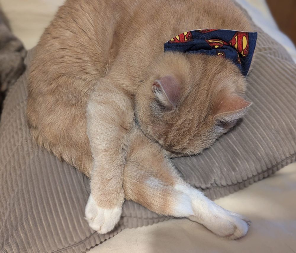 A ginger cat smelling his knee looking very cute wearing his Superman bandana.