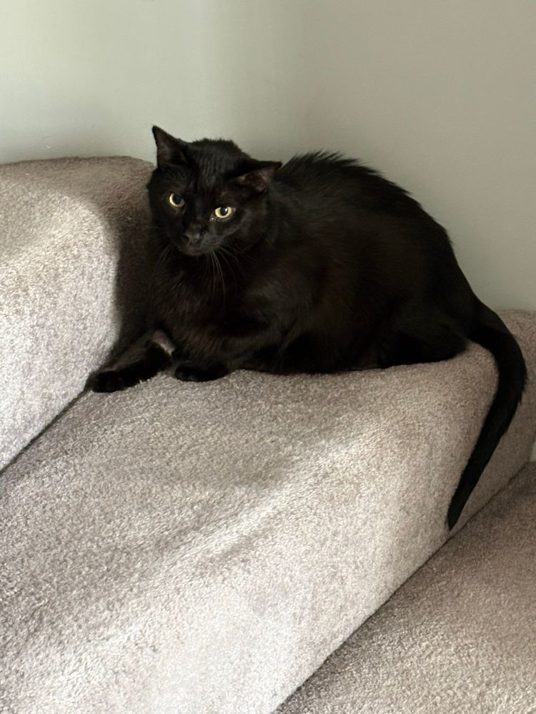 My all black cat Louie sitting on my grey carpeted steps, giving me his “I wanna eat your face” look. He had just gotten home from his tooth surgery and was very hungry+grumpy