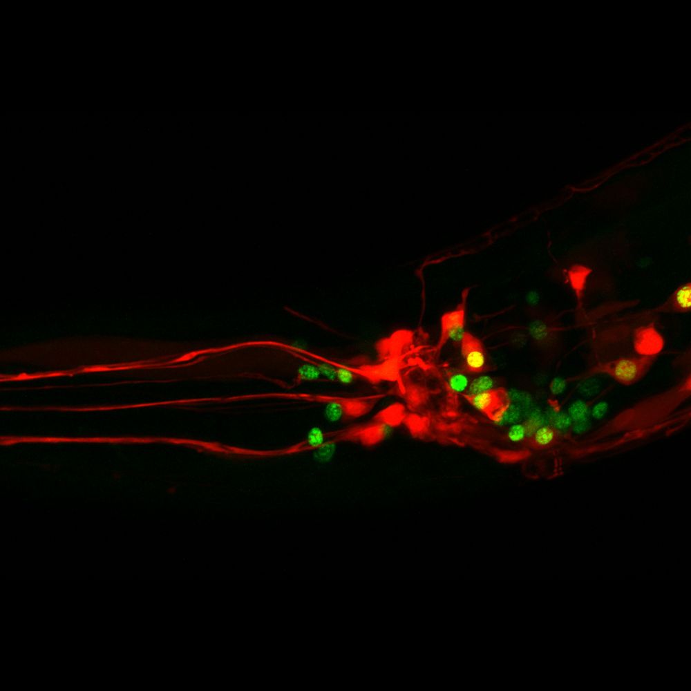 Plugging invisible gaps in the synaptic connectome