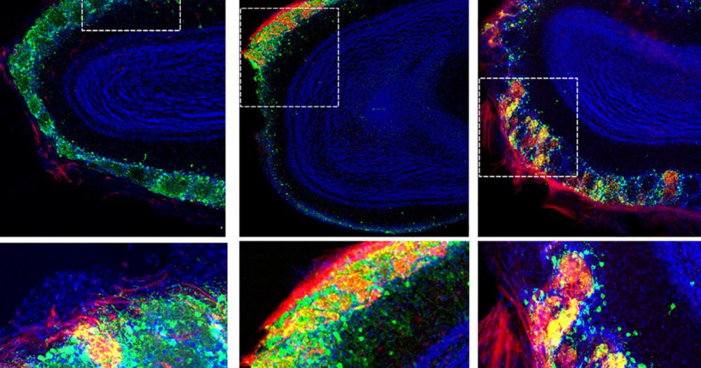 Rat neurons thrive in a mouse brain world, testing ‘nature versus nurture’