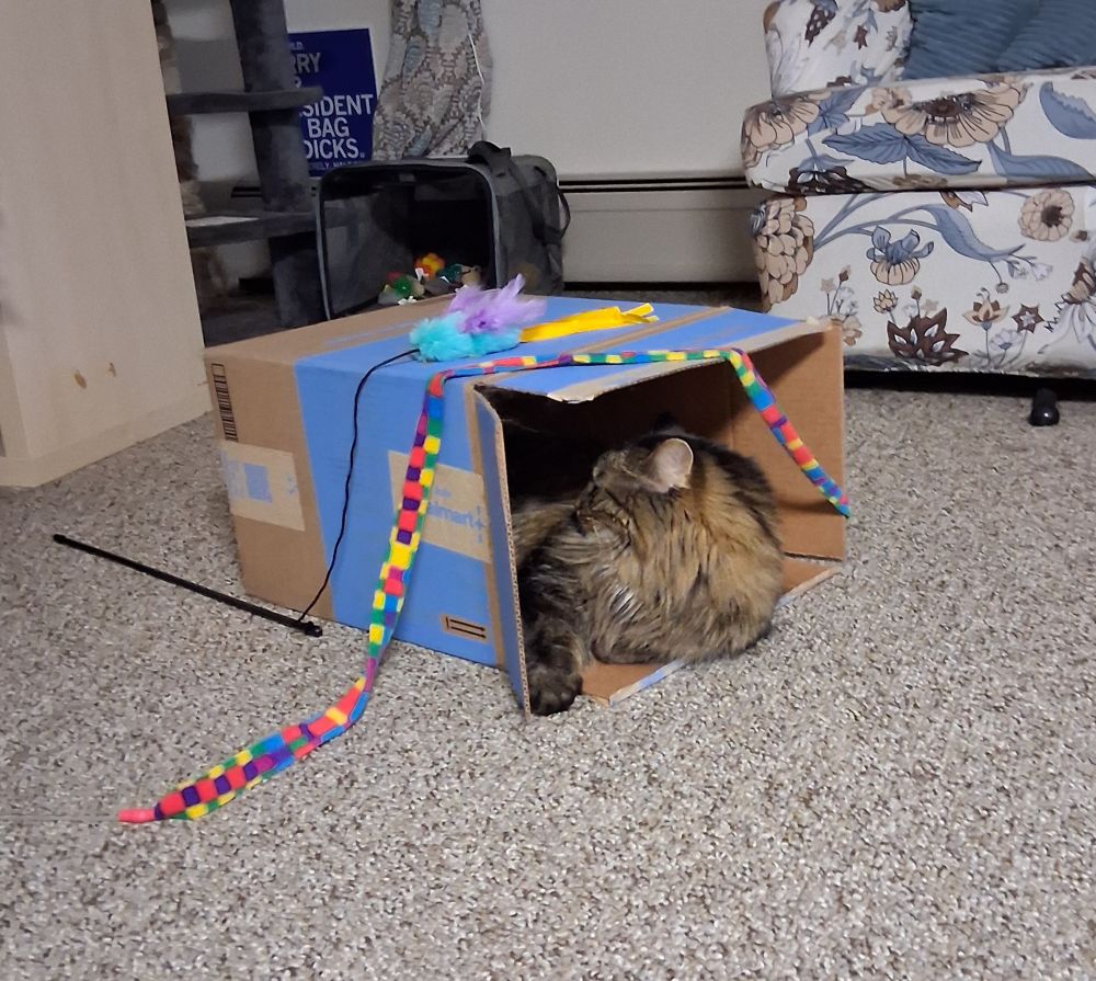 A brown and black striped cat lying in an open box, her favorite toys on top.