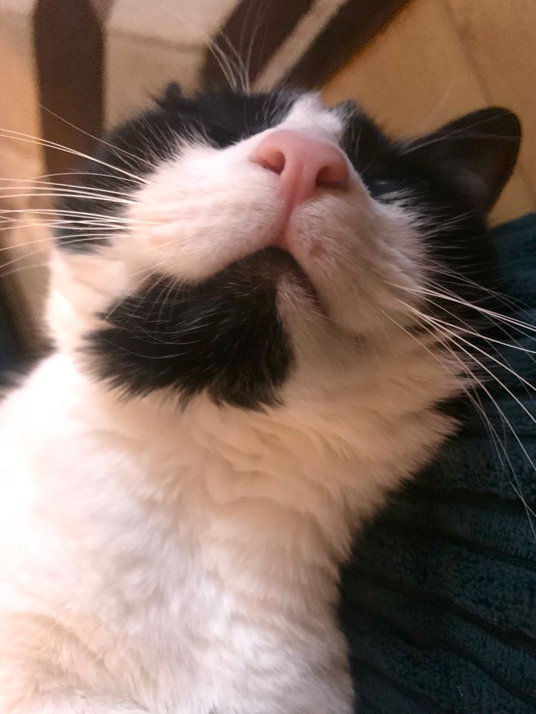 Picture shows a close up of Oreo the tuxedo cat, relaxing on a Caturday